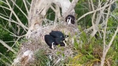 Stork raving success: Endangered bird’s triumphant return to Thailand