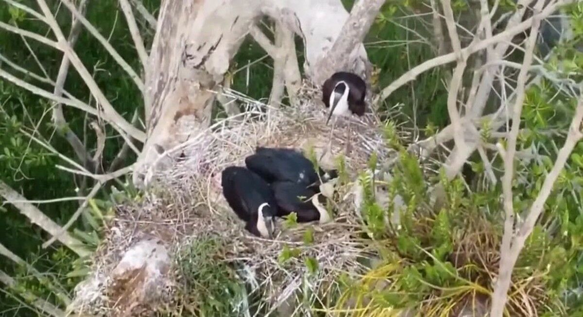 Stork raving success: Endangered bird’s triumphant return to Thailand