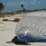 Phuket beachgoers warned of Portuguese man o&#8217; war sting operation (video) | Thaiger