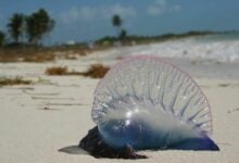 Phuket beachgoers warned of Portuguese man o’ war sting operation (video)