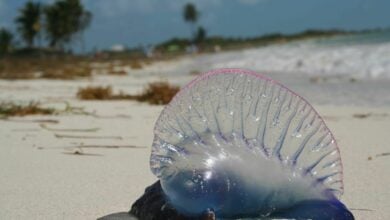 Phuket beachgoers warned of Portuguese man o’ war sting operation (video)