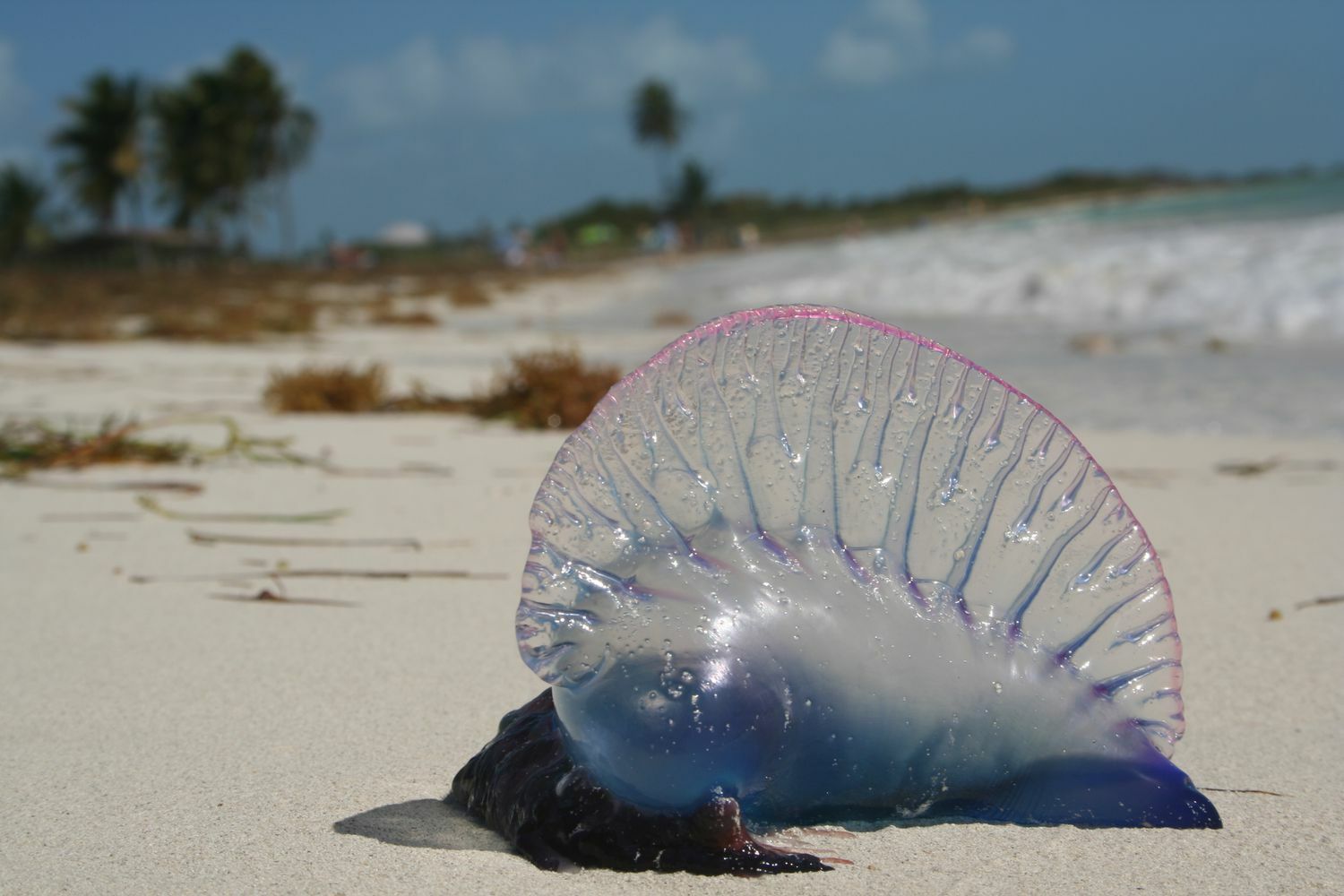 Phuket beachgoers warned of Portuguese man o’ war sting operation (video)