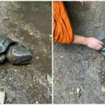 Tourists save injured Mae Khaeng turtle Kamkaew with quick action | Thaiger