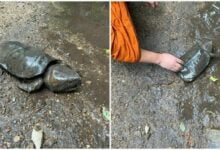 Tourists save injured Mae Khaeng turtle Kamkaew with quick action