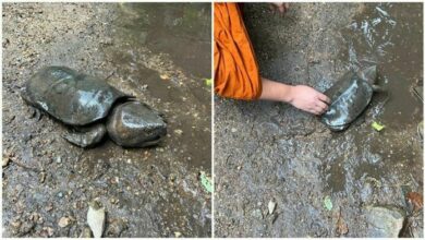 Tourists save injured Mae Khaeng turtle Kamkaew with quick action