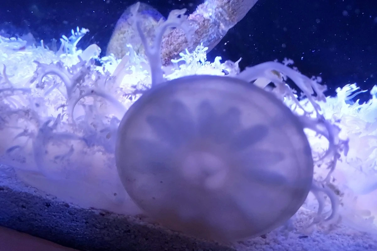 upside-down jellyfish