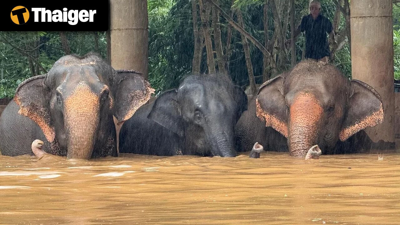 Thailand video news | Flash floods devastate Thai elephant sanctuary, Indonesian women trapped in ‘pleasure marriages’ with tourists for money 