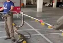 Slithering surprise: Python pops into Pattaya mall, sparking chaos