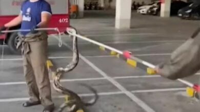 Slithering surprise: Python pops into Pattaya mall, sparking chaos