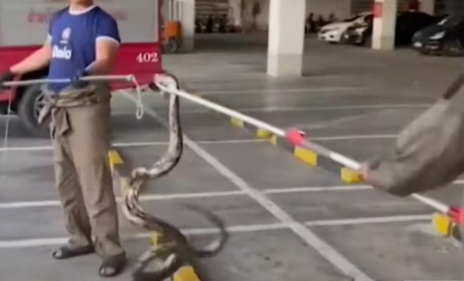 Slithering surprise: Python pops into Pattaya mall, sparking chaos