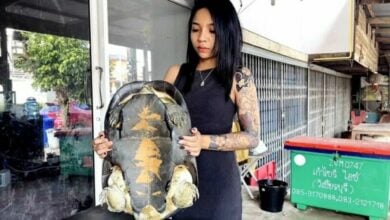 Shell-shocked: Woman’s turtle rescue paves way for good luck