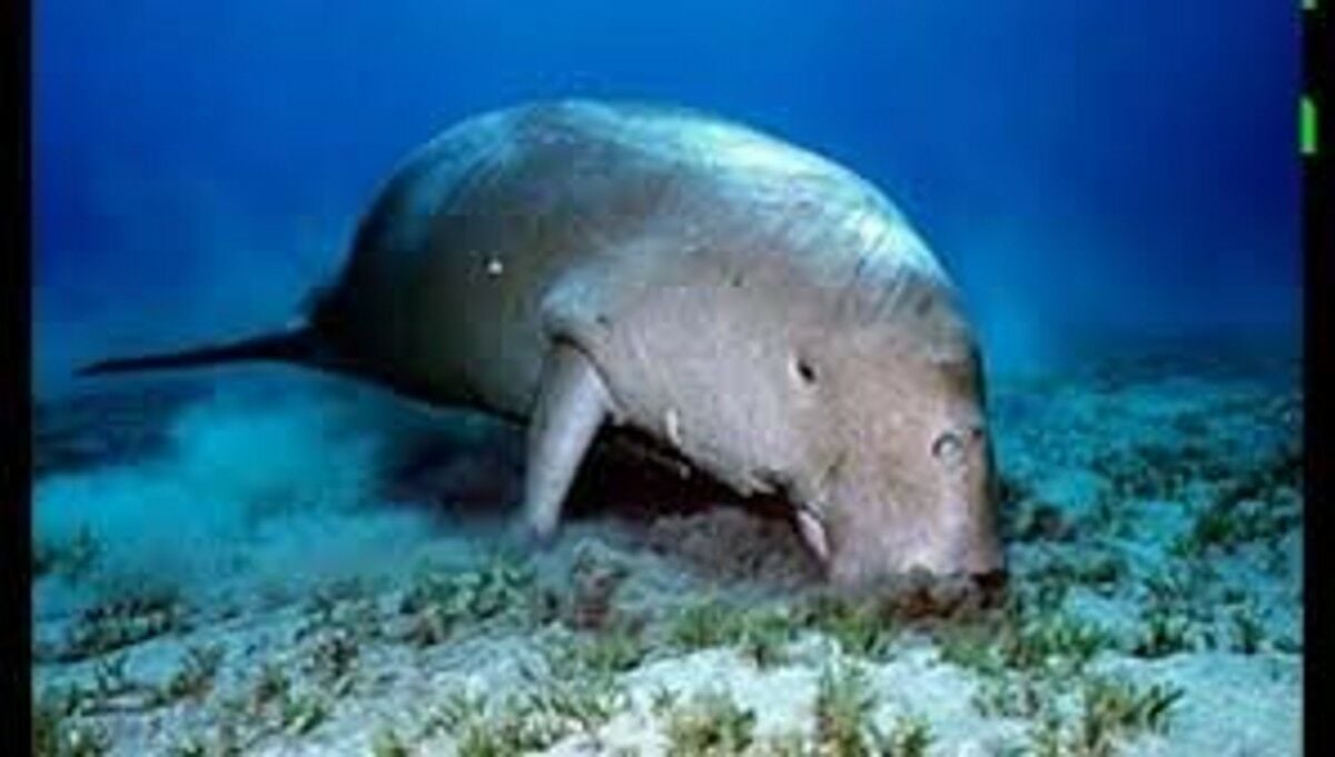 Dugong numbers in Andaman Sea may drop 70% in four years