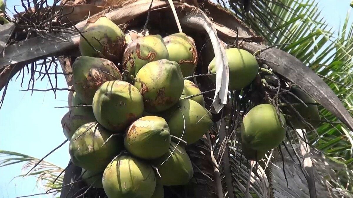 Caterpillar outbreak devastates Songkhla’s coconut plantations