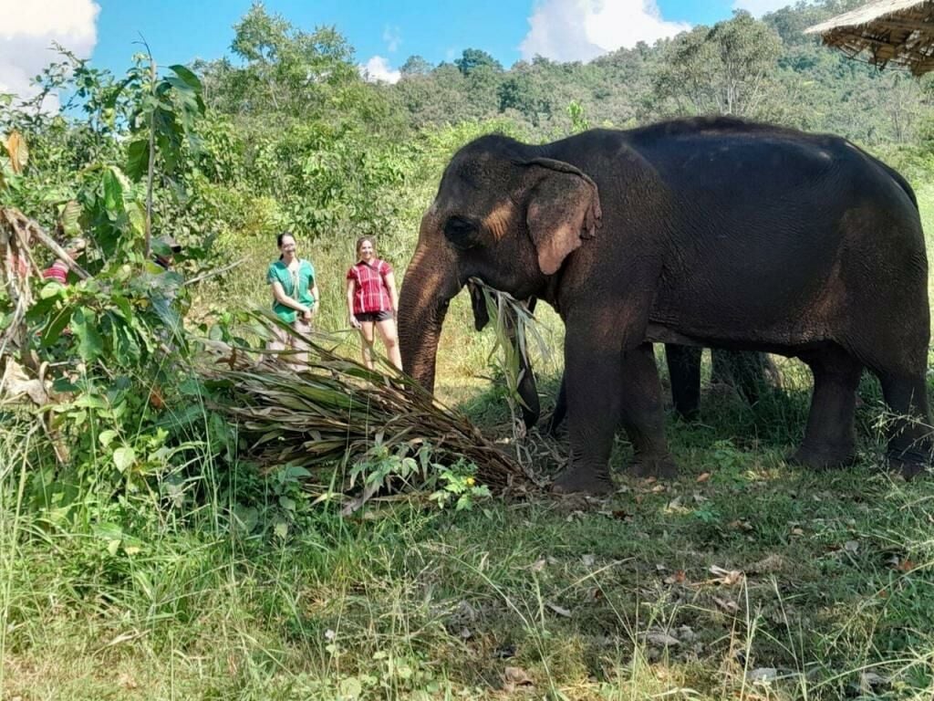 Chiang Mai elephant sanctuary wins 2024 Travellers' Choice Award | News by Thaiger