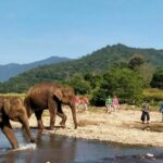 Chiang Mai elephant sanctuary wins 2024 Travellers&#8217; Choice Award | Thaiger