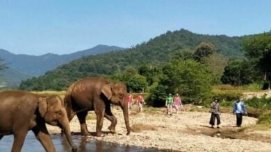 Chiang Mai elephant sanctuary wins 2024 Travellers’ Choice Award