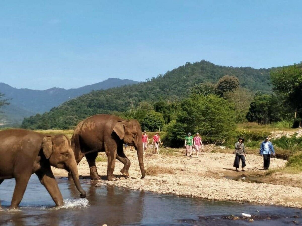 Chiang Mai elephant sanctuary wins 2024 Travellers’ Choice Award