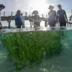 Phuket project aims to save dugongs with new food plots | Thaiger