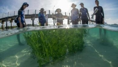 Phuket project aims to save dugongs with new food plots