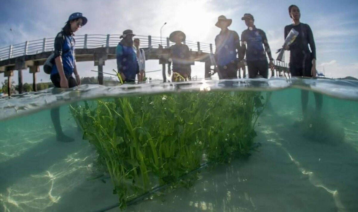 Phuket project aims to save dugongs with new food plots