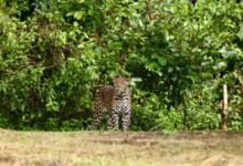 Leopard thrills visitors at Phetchaburi national park (video)