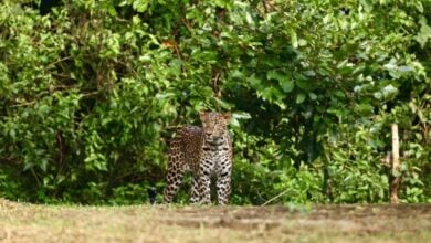 Leopard thrills visitors at Phetchaburi national park (video)