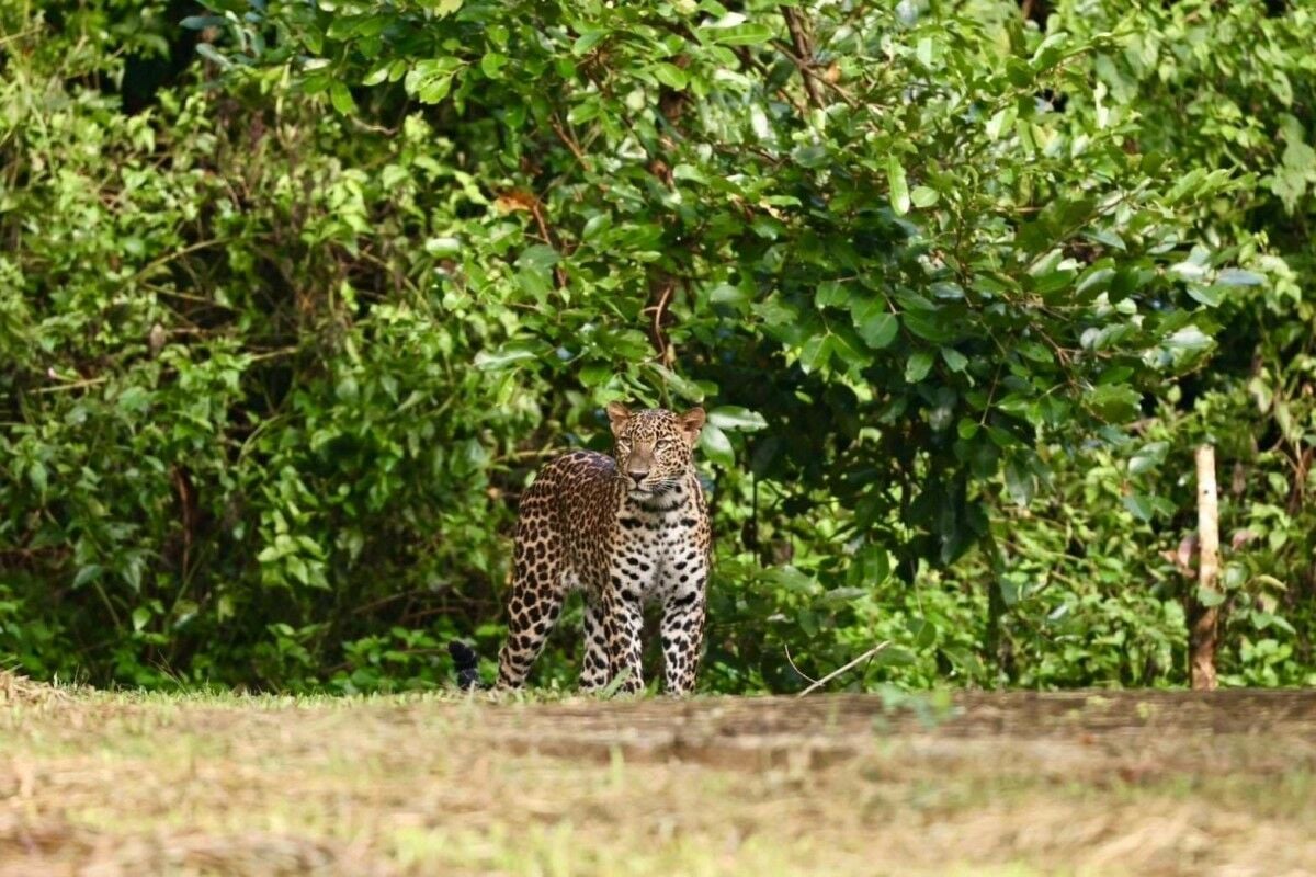 Leopard thrills visitors at Phetchaburi national park (video)