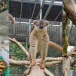 Thailand to repatriate 900 seized lemurs and turtles to Madagascar