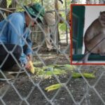 Going bananas: Thailand&#8217;s creative crackdown on Hua Hin&#8217;s monkey mayhem | Thaiger