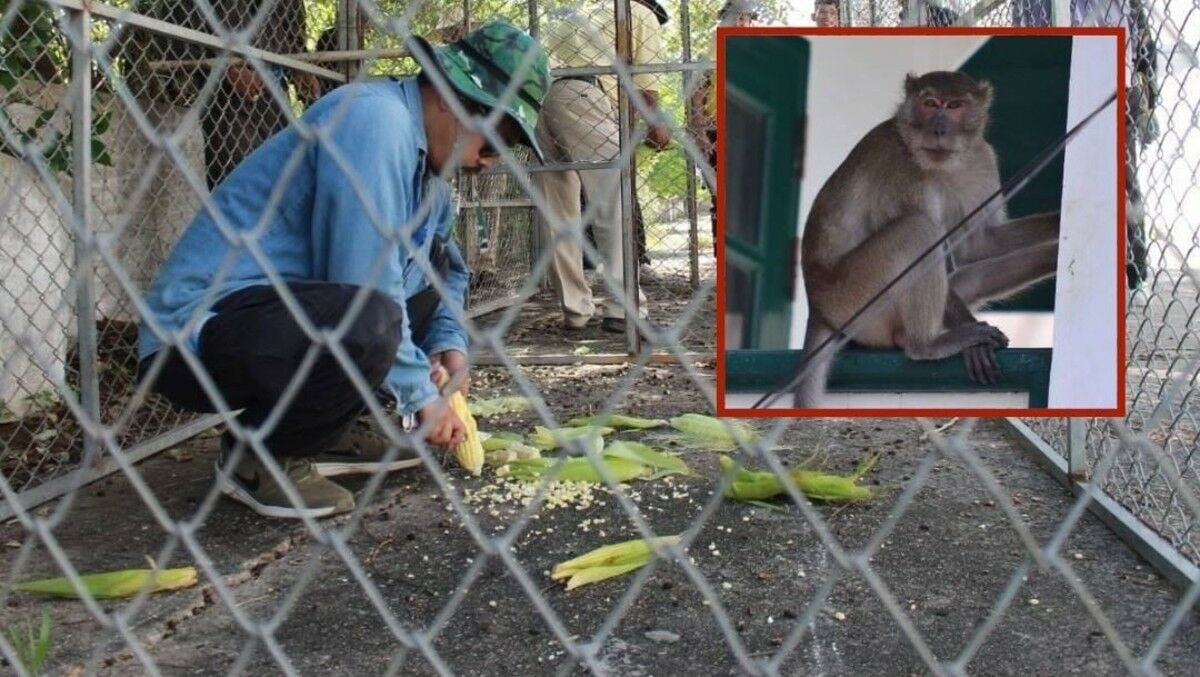 Going bananas: Thailand’s creative crackdown on Hua Hin’s monkey mayhem