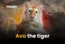 Ava, the very cutesy baby tiger from Chiang Mai | Thaiger