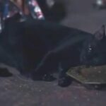Thai drama series faces backlash after cat anaesthetised on set (video) | Thaiger