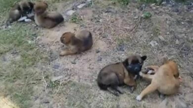 Thai man beheads 4 puppies, blames father-in-law for cruelty