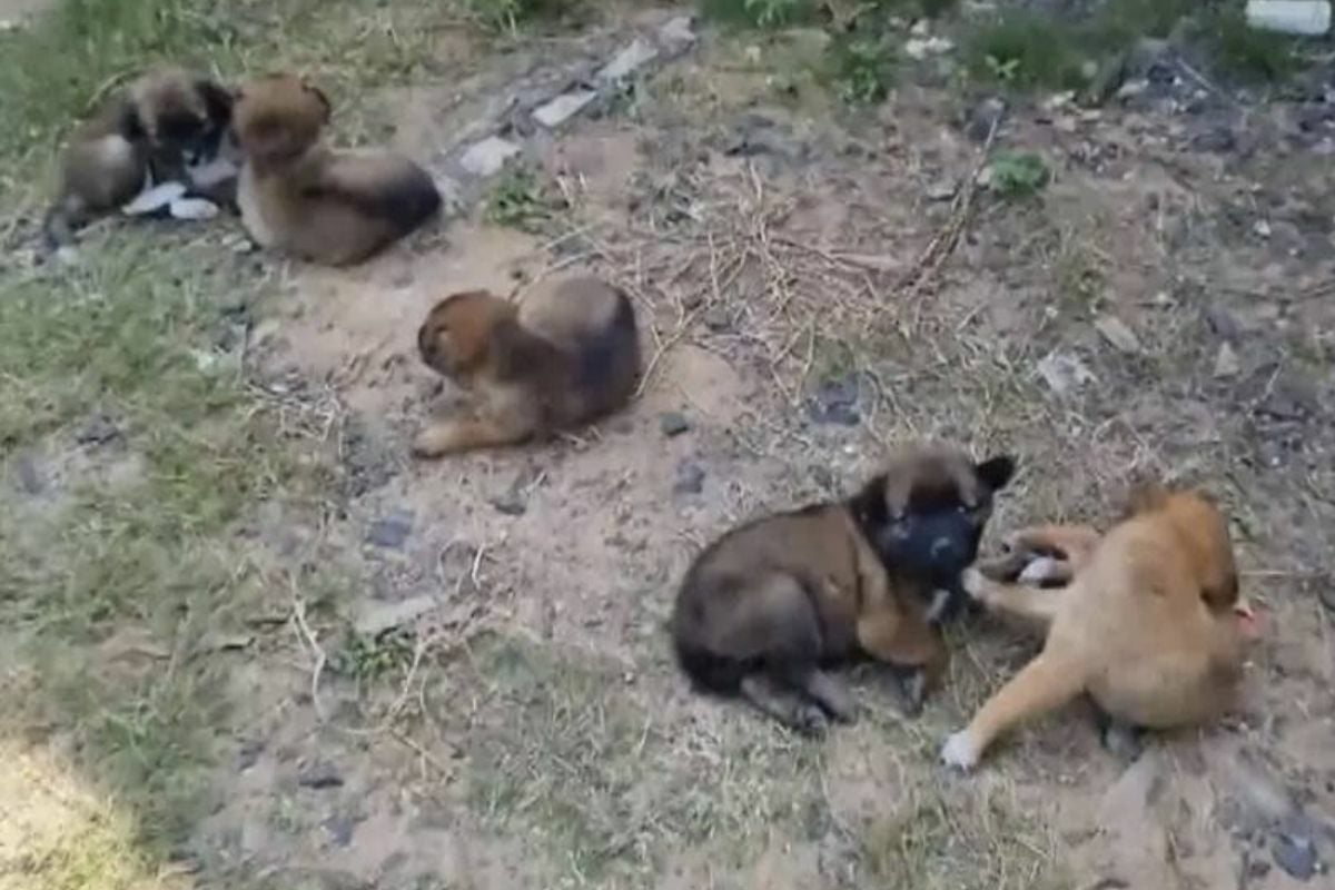 Thai man beheads 4 puppies, blames father-in-law for cruelty