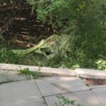 Thai man finds head-scratching scene near Bangkok airport | Thaiger