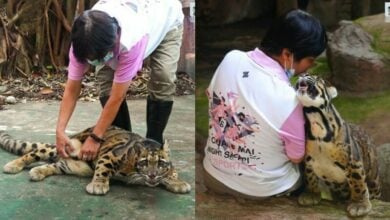 Purr-fect: Chubby clouded leopard charms all at Chiang Mai Safari (video)