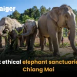 Best ethical elephant sanctuaries in Chiang Mai | Thaiger