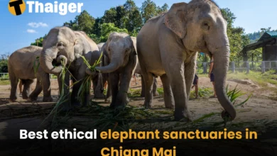 Best ethical elephant sanctuaries in Chiang Mai | Thaiger