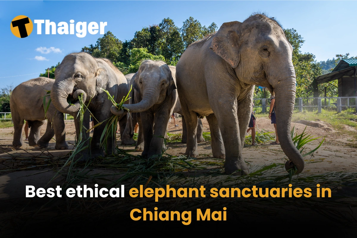 Best ethical elephant sanctuaries in Chiang Mai