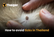 How to avoid ticks in Thailand