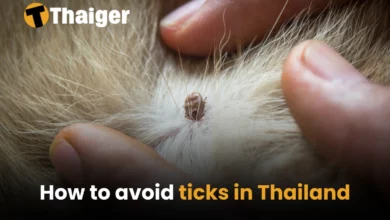 How to avoid ticks in Thailand | Thaiger