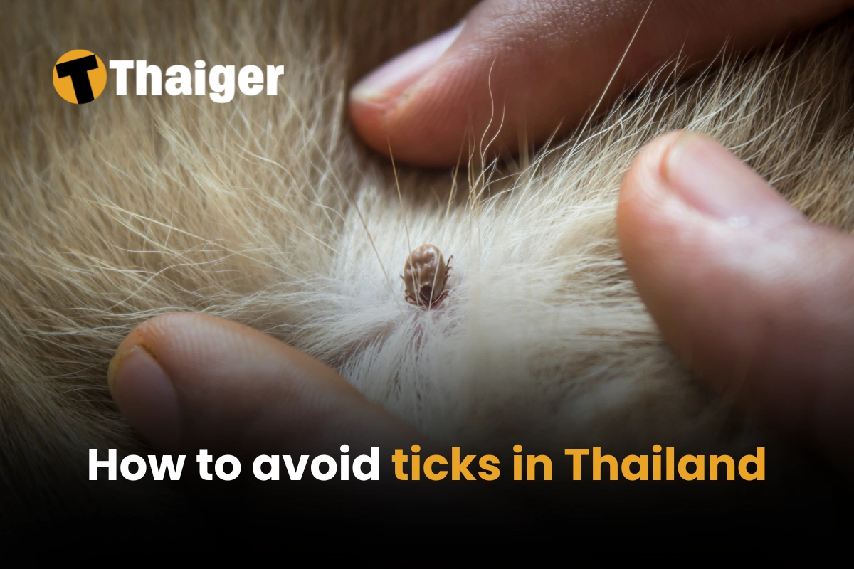 How to avoid ticks in Thailand