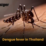 Dengue fever in Thailand | Thaiger
