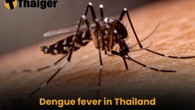 Dengue fever in Thailand