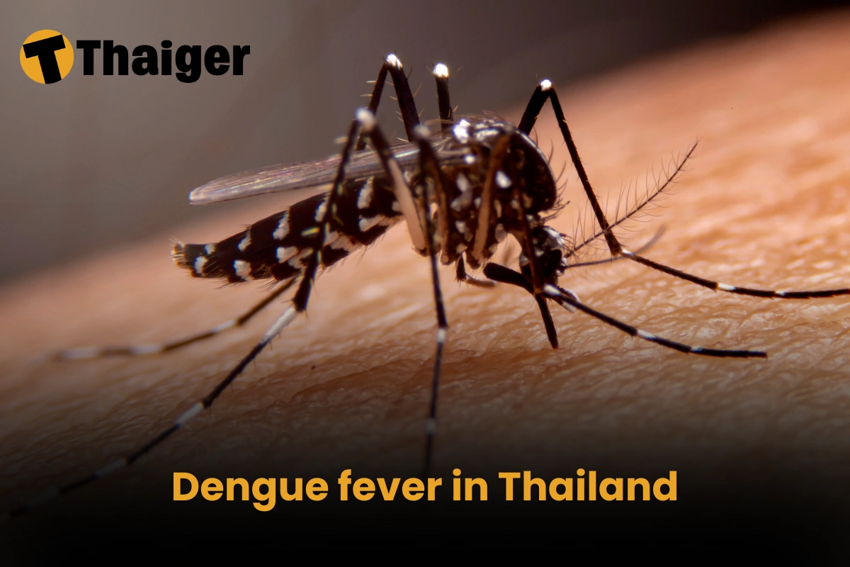 Dengue fever in Thailand