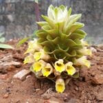 New plant species Curcuma diversicolor discovered in Thailand | Thaiger