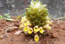 New plant species Curcuma diversicolor discovered in Thailand