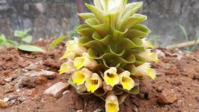 New plant species Curcuma diversicolor discovered in Thailand