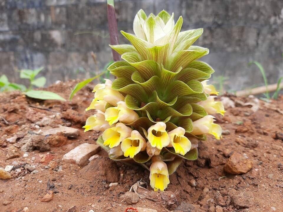 New plant species Curcuma diversicolor discovered in Thailand