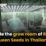 Inside the grow room of Royal Queen Seeds in Thailand | Thaiger